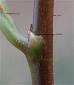  Leaf base with stipules